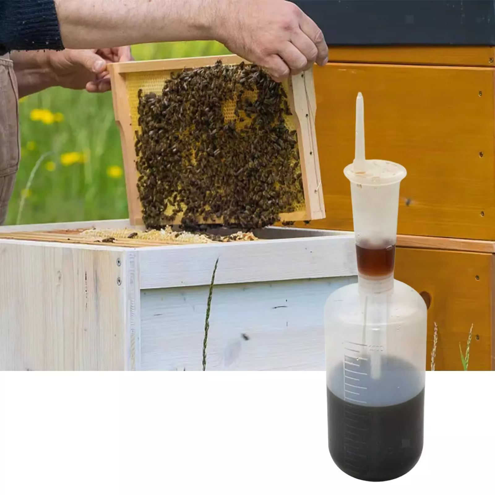 Seringue de dosage d'acide oxalique pour mesurer la quantité précise, traitement contre les varroas,