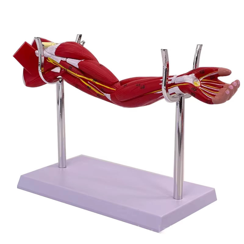 Anatomie musculaire du bras des membres 40x20x16cm, muscle des membres inférieurs des jambes 50x29x1