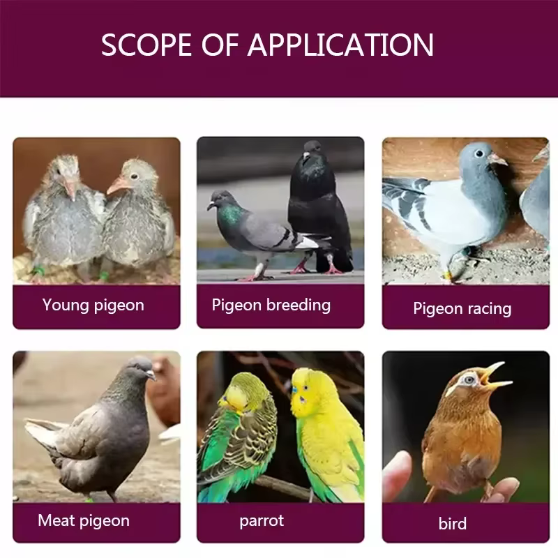 Pilules de croissance pour jeunes pigeons