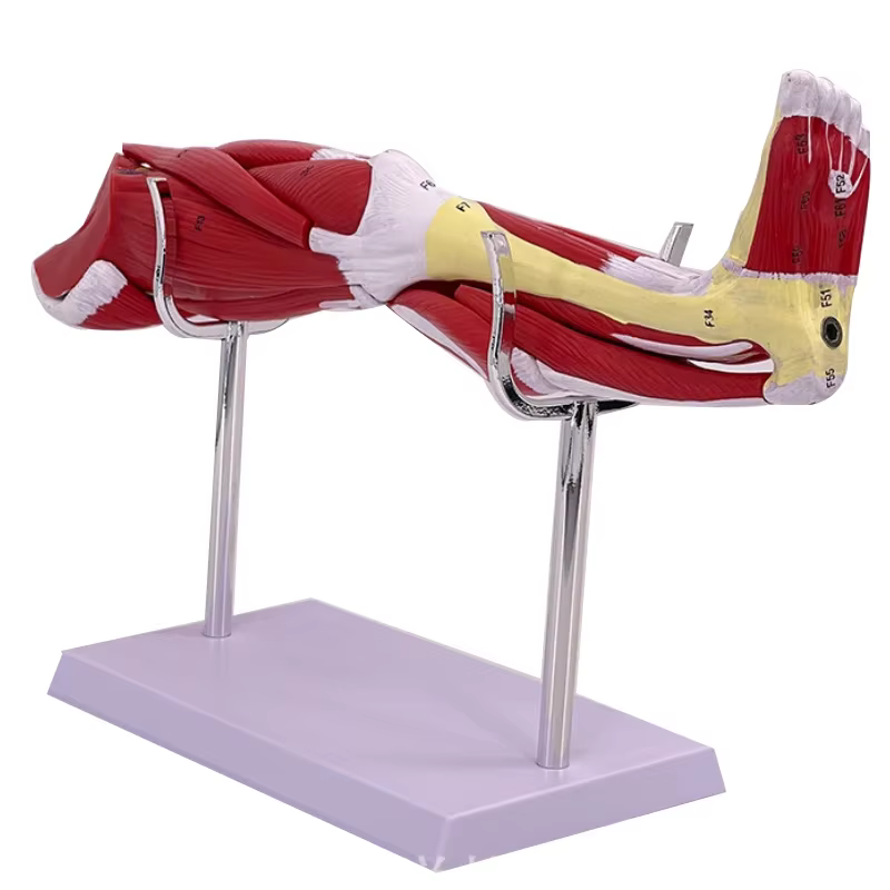 Anatomie musculaire du bras des membres 40x20x16cm