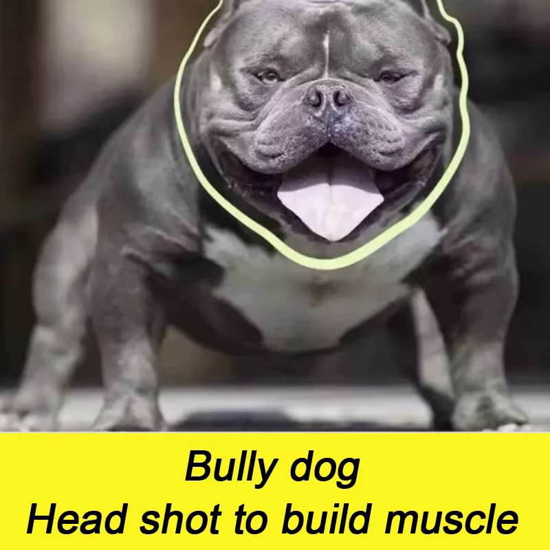 Poudre de protéines de lactosérum Bulldog Muscle Builder 1 kg Bully-pitbull