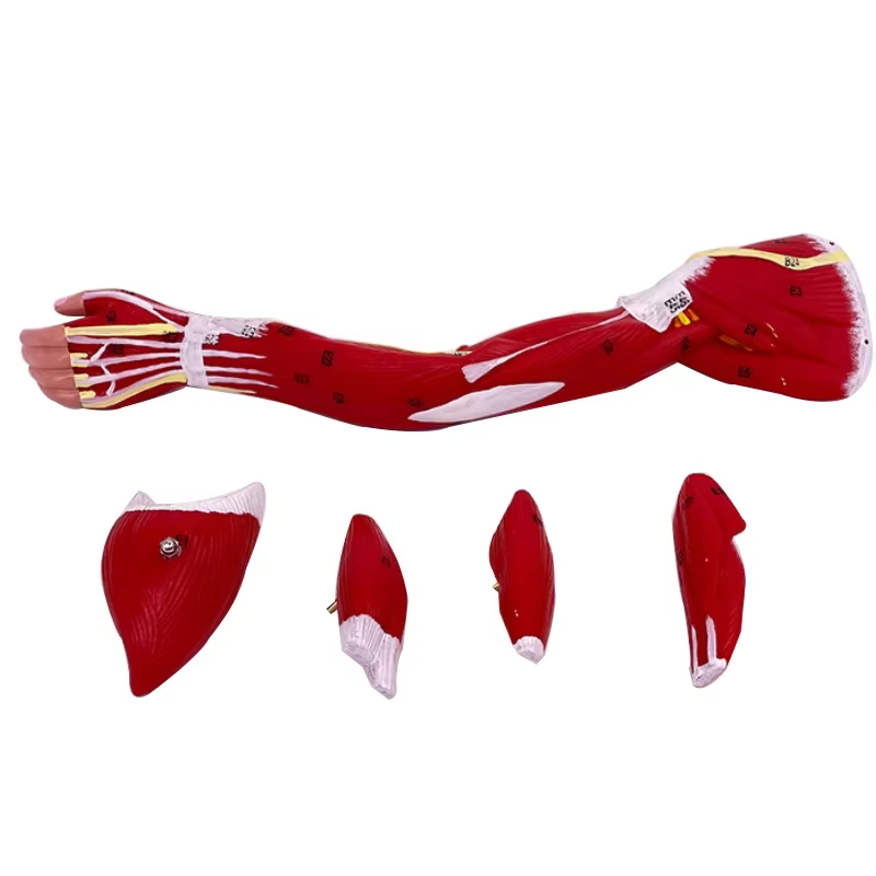 Anatomie musculaire du bras des membres 40x20x16cm