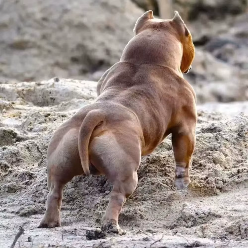 Poudre de protéines de lactosérum Bulldog Muscle Builder 1 kg Bully-pitbull