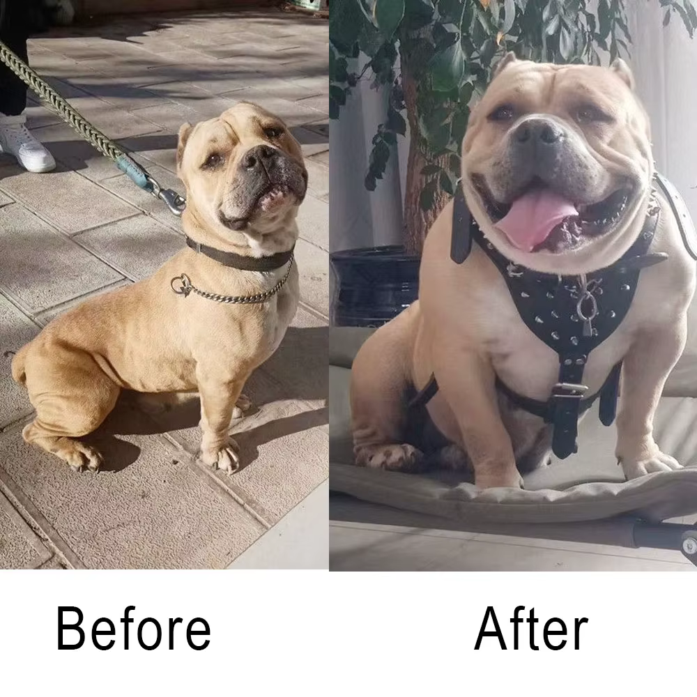 Poudre de protéines de lactosérum Bulldog Muscle Builder 1 kg Bully-pitbull