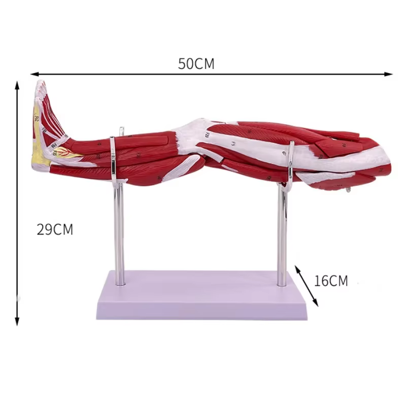 Anatomie musculaire du bras des membres 40x20x16cm