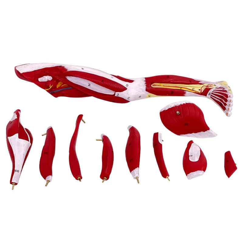 Anatomie musculaire du bras des membres 40x20x16cm