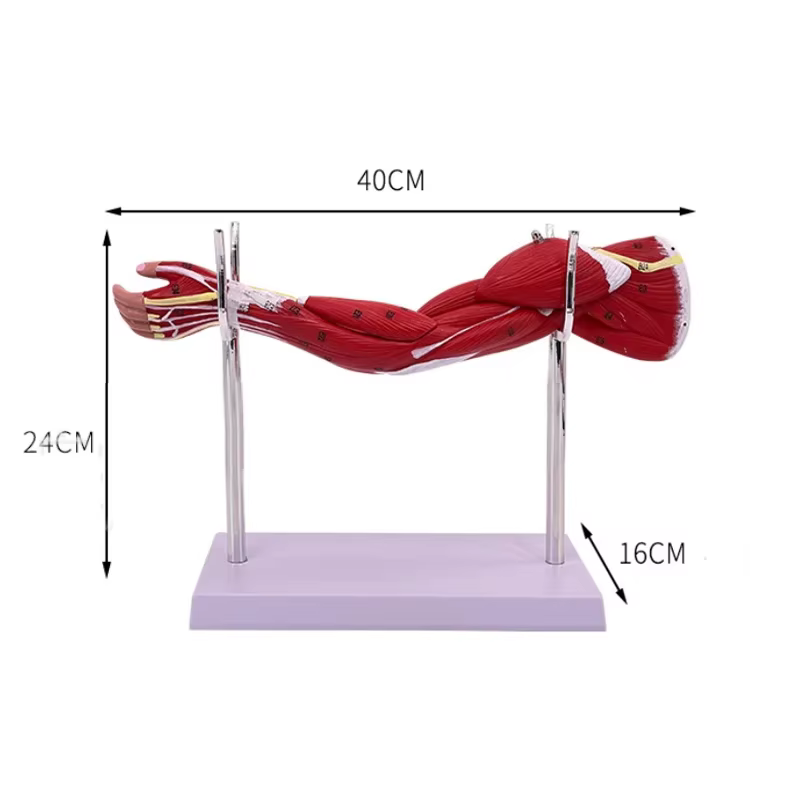 Anatomie musculaire du bras des membres 40x20x16cm