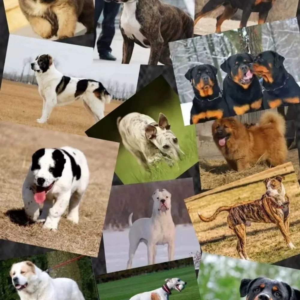 Poudre de protéines de lactosérum Bulldog Muscle Builder 1 kg Bully-pitbull